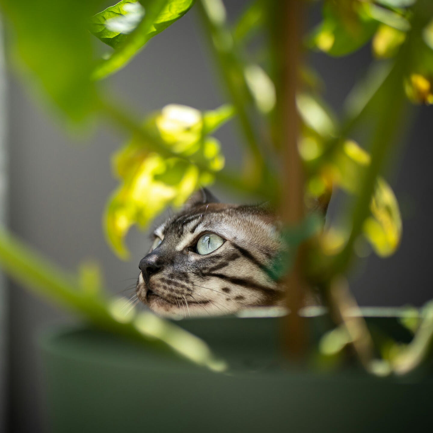 Your cat deserves an outing photo of cat head peeking from behind a potted plant